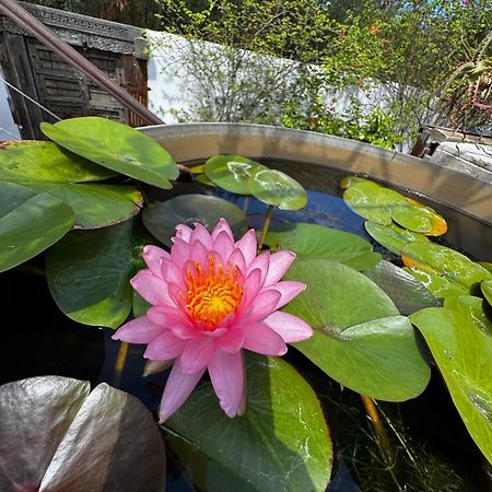 Ravine des Cabris Lotus Garden - Ile De La Reunion 빌라 외부 사진